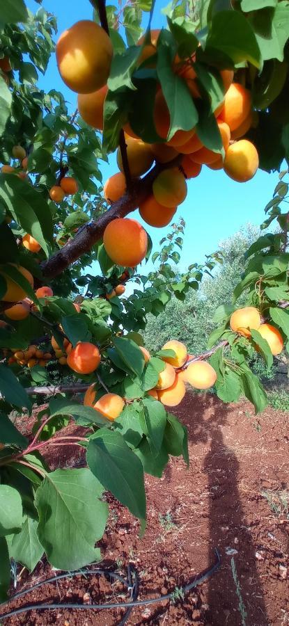 Tenuta Don Monaco - Agriturismo Farm stay *